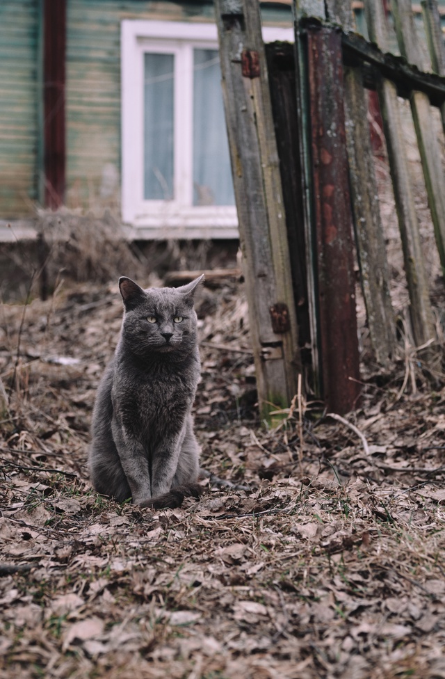 Коти Вологды !)