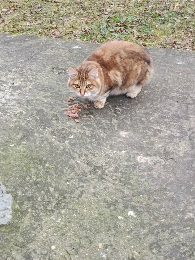 Никто не терял питомца без хвостика.Бегает у 4 подъезда...