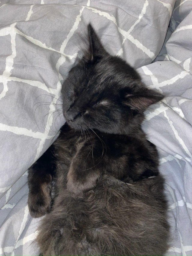 Отдам котенка девочку в добрые руки. Примерно 3-4 месяца...