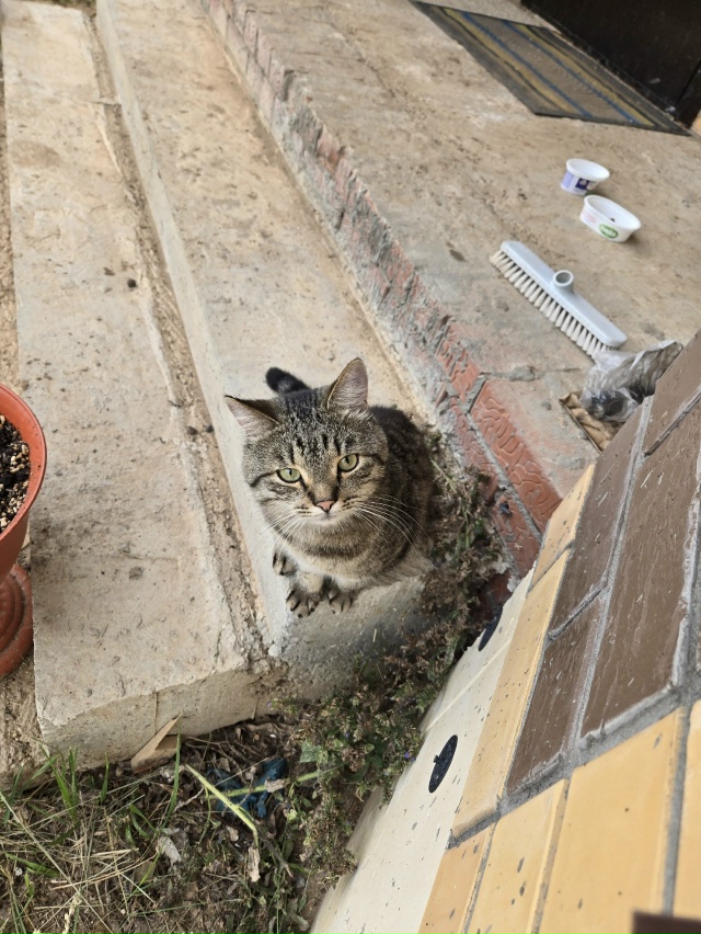 Найдёт кот. Район завьялово