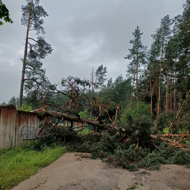 Лесоповал после урагана в районе р.Наплотинки-Спара.