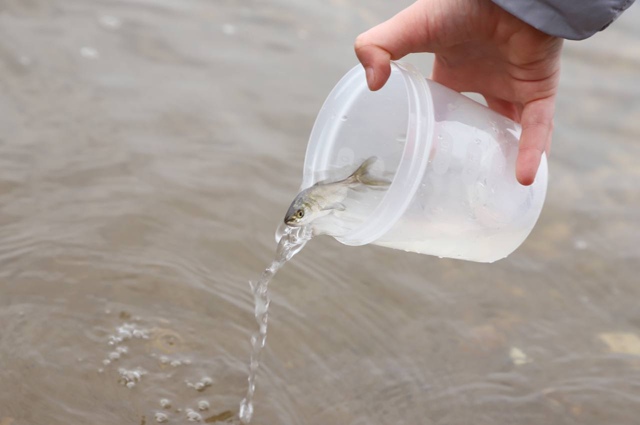 🐟Более 20 тысяч мальков рыб выпустили в Волгу в Самаре
...