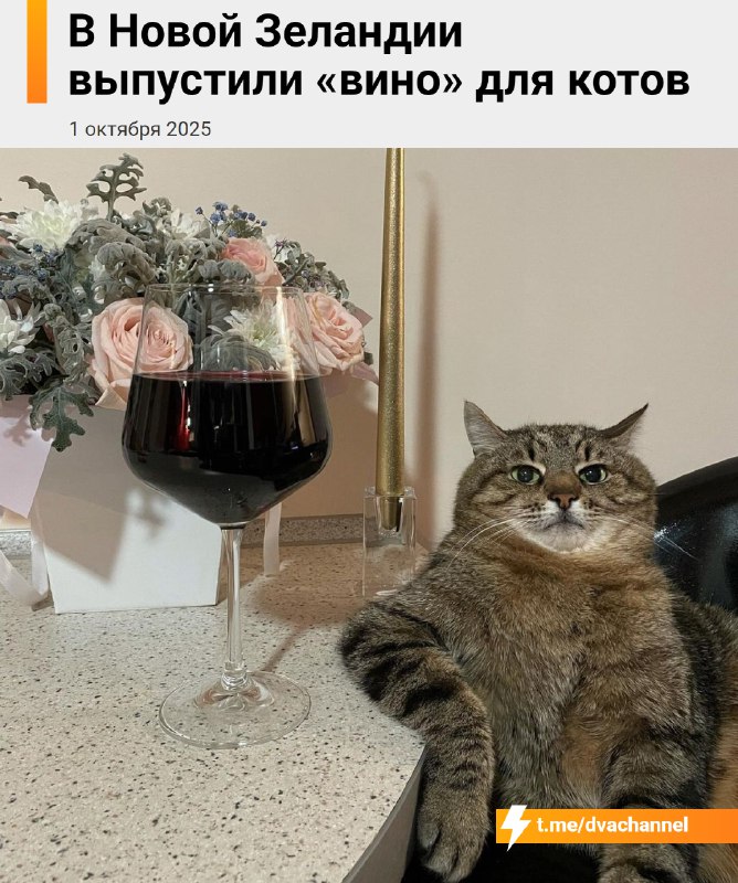 Идеальные собутыльники найдены: теперь можно пить вместе с… котиками — для них сделали особое «вино»