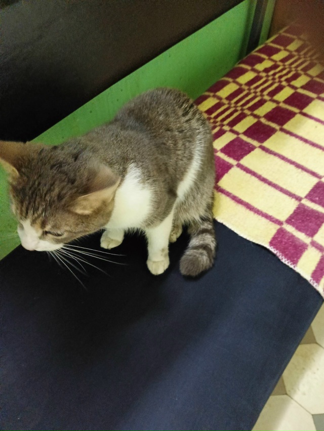 Срочно ищем хозяина кошечки, она сидела под дождем и пы...