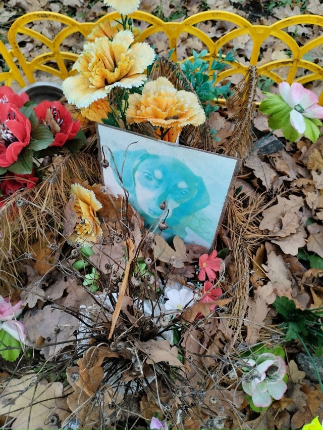 🪦Воронежцы устроили несанкционированное кладбище до...