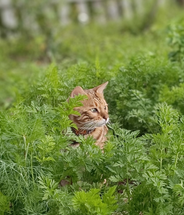 Кокос😍