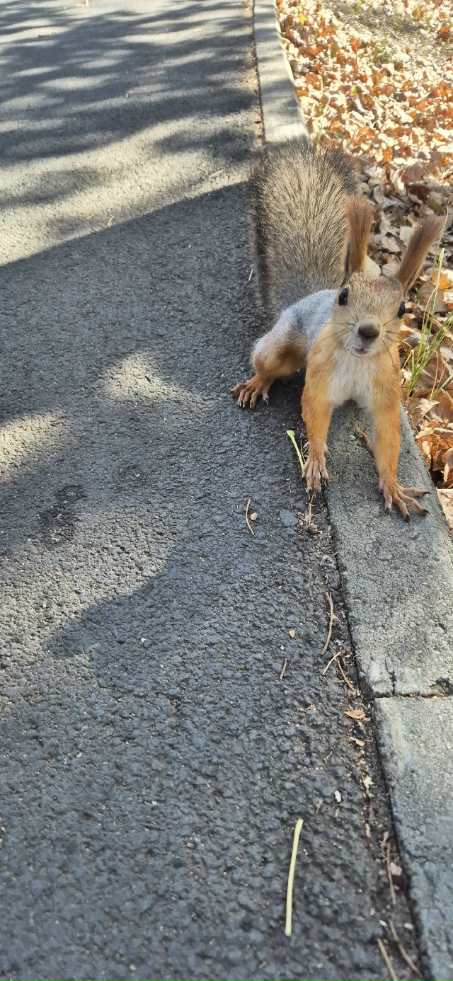 🐿🐿🐿 Белочки-красотки в парке Строителей 🍂🍂🍂
Фот...