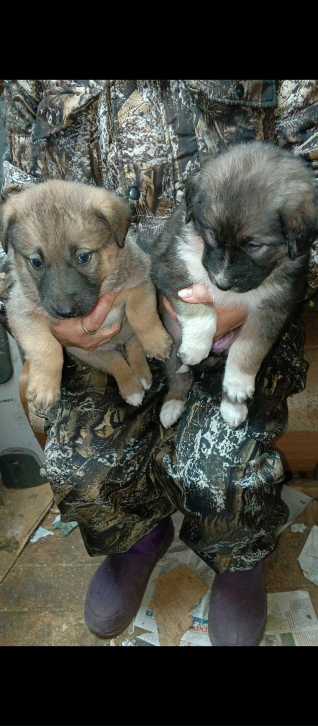 В добрые руки. Мать лайка, отец волкособ. 89041630166