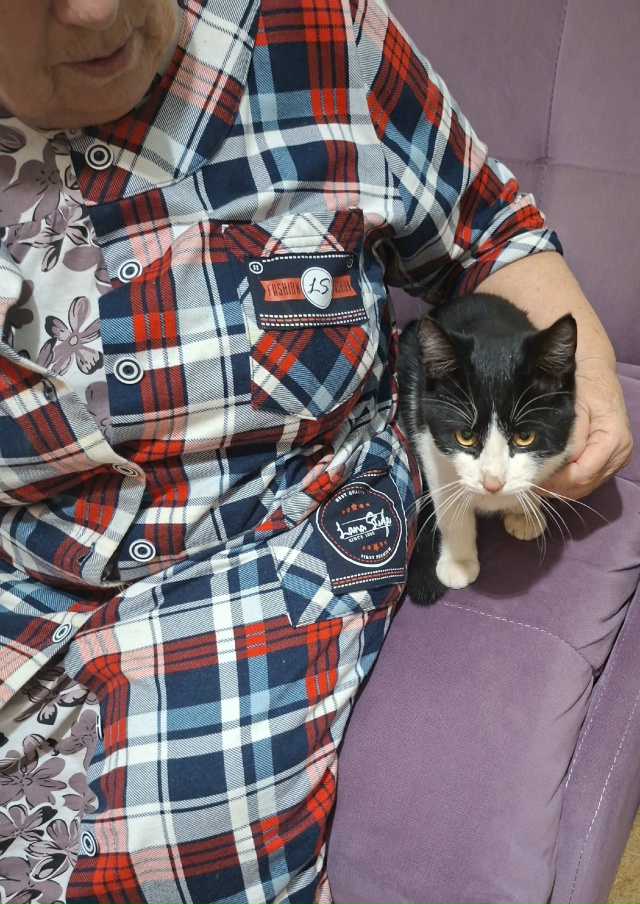 Люди добрые!Чей котик?Сидел у подьезда.Позвала,зашёл в ...