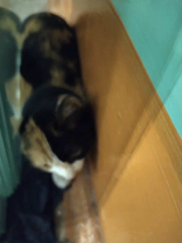 Звоните 89041067289 . Кошечка в 22 доме 6 подъезд