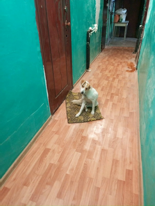 Кто потерял верного друга находится Комсомольская 10,2 ?...