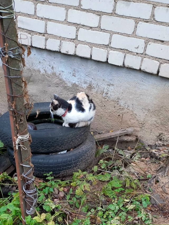 Вчера от большого магнита пришла кошка. Сидит во дворе ...