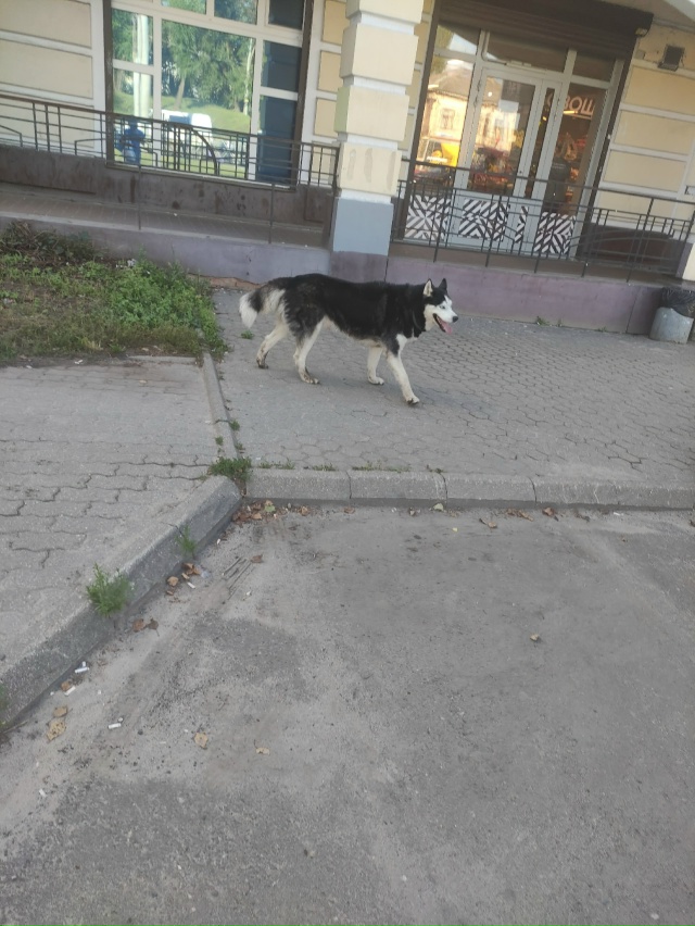 Никто не терял собаку? Находится на Московском проспек...
