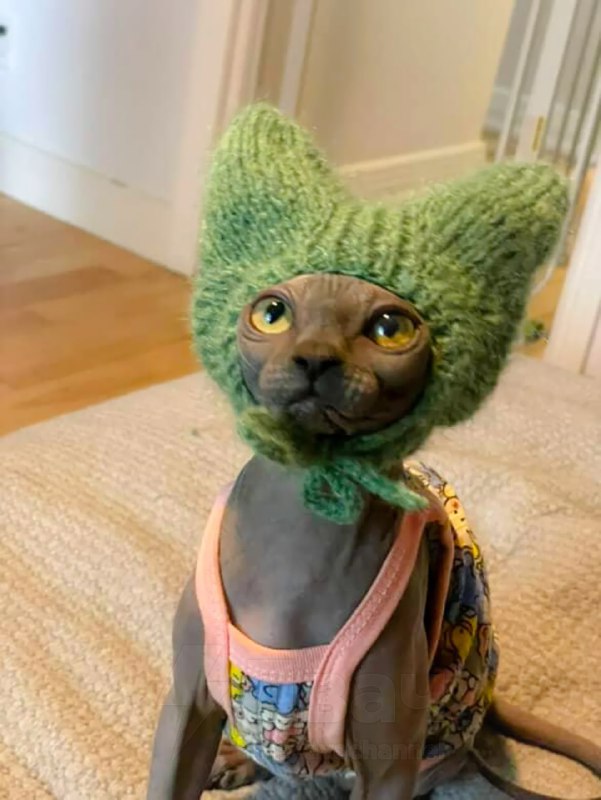 У любителей кошек новый тренд — вязаные шапочки для питомцев
Хозяева делают шапки с ушками, чтобы к