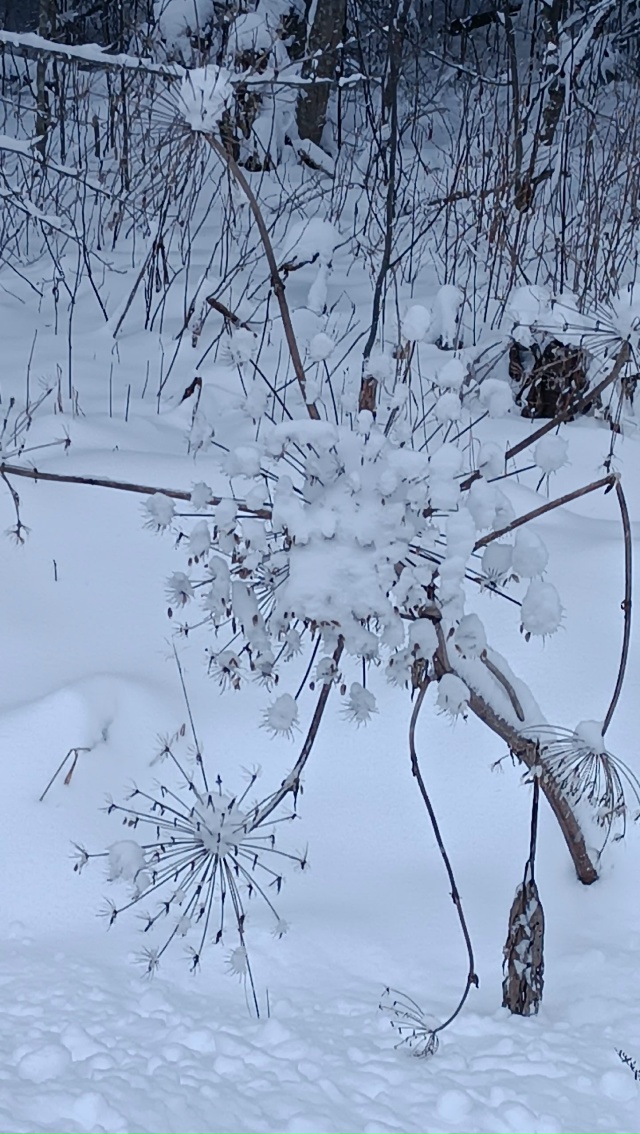 ❄️Ноябрьский лес радует своими снежными нарядами.
_____...