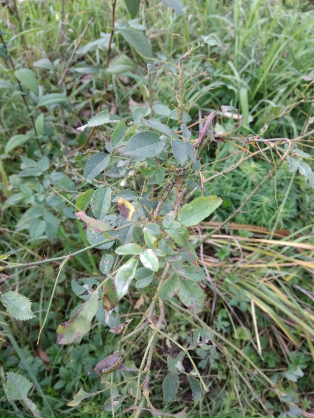 К вопросу озеленения города. Отдаю маленькие ДУБОЧКИ (?...