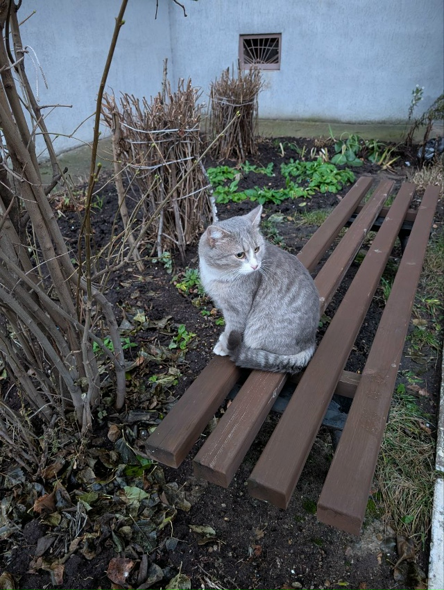 Найдено чьё - то домашнее чудо. Бегает во дворах домов у...