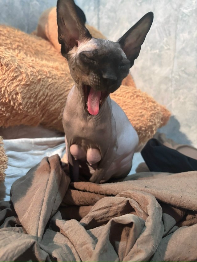 Чебурашка теперь мать❤️