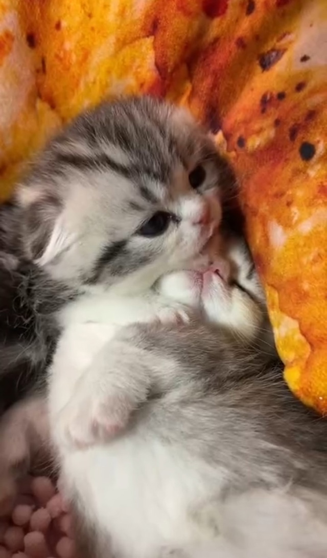 Любовь маленькости ❤️