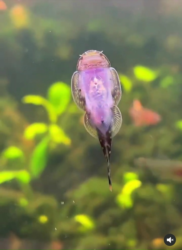 🐠 Рыба‑гитара: необычный житель рек Борнео
Гастроми?...