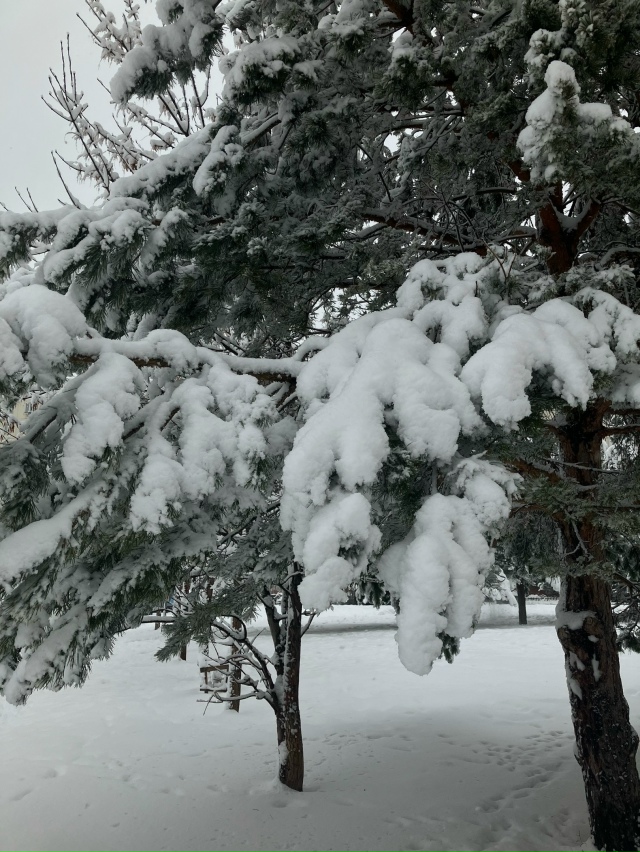 ❄️ Ηoвocибиpcк oкутaн cнeгoм. Γopoд ceгoдня cлoвнo бeлaя cкaзкa