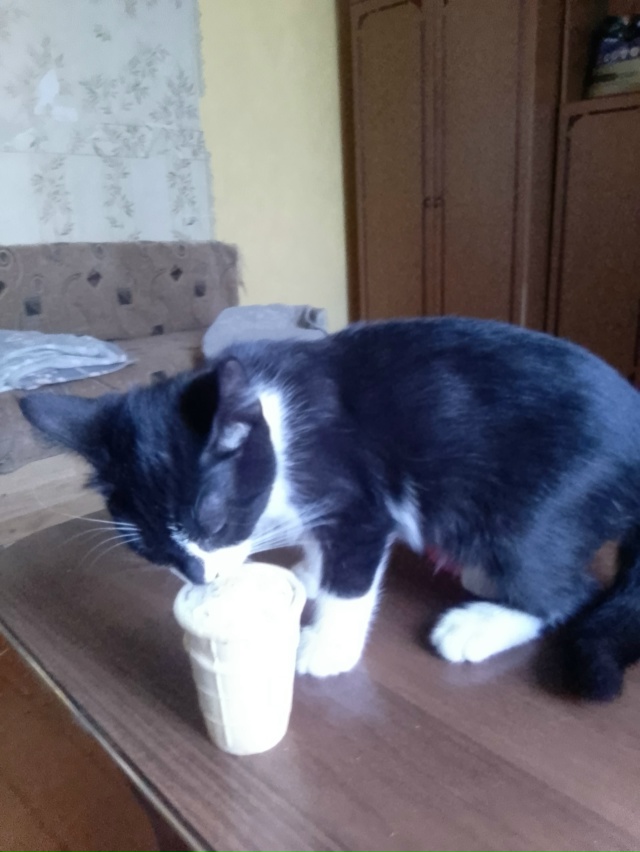 Замечательный котик Кекс ищет заботливых и надежных м?...