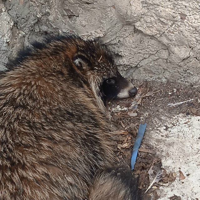 В центре на ул. Радищева лежит живой енот. Спит. Ровно д?...