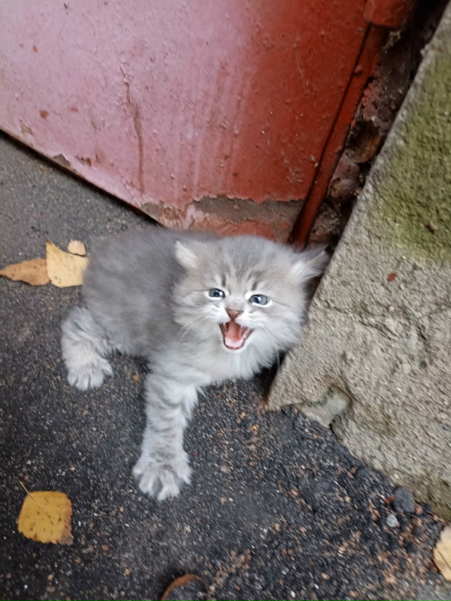 Выкинули котёнка.
Красивый. Может кому-то нужен? Кричи?...