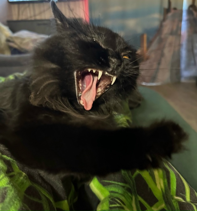 Котики не зевают - котики поют 🎶🐾🐾