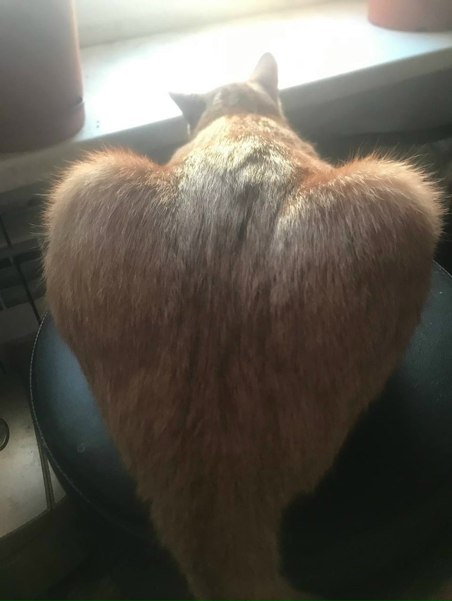 У Бубика большое сердце)