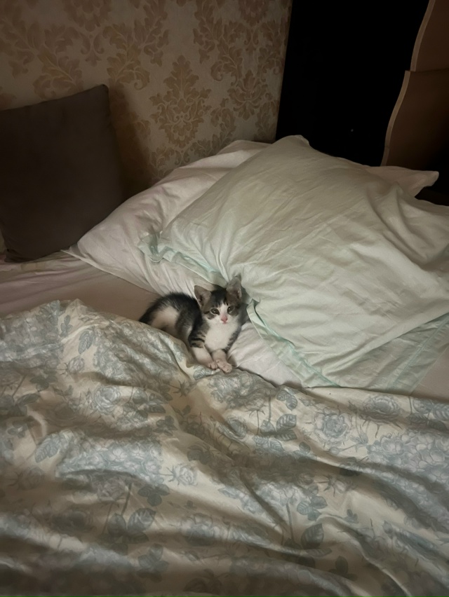 потерялся кот , в районе 4 школы, если кто то забрал отда...