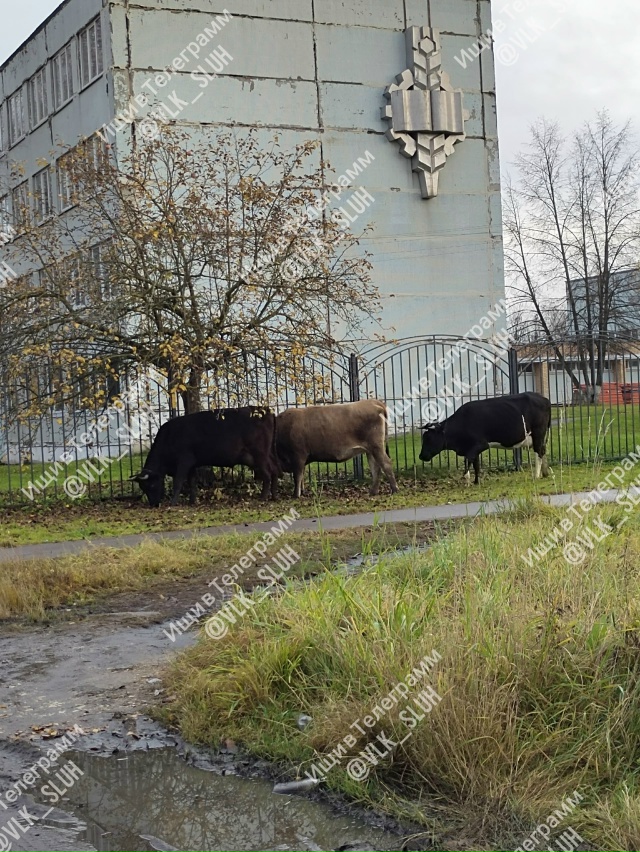 Добрый день! Кто потерял коров?! Они гуляют возле СПТУ.
