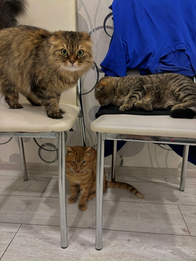 Кто помнит недавнее объявление про этого котика.
Всем...