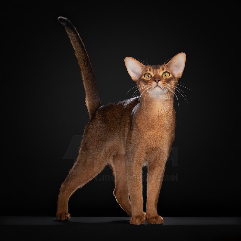 Абиссинский кот из России признан лучшим котом 2025 года по версии Всемирной федерации кошек
Кота з