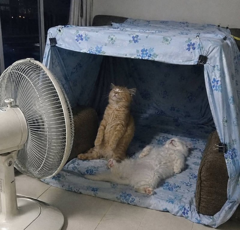 Спасаемся от жары 🔥