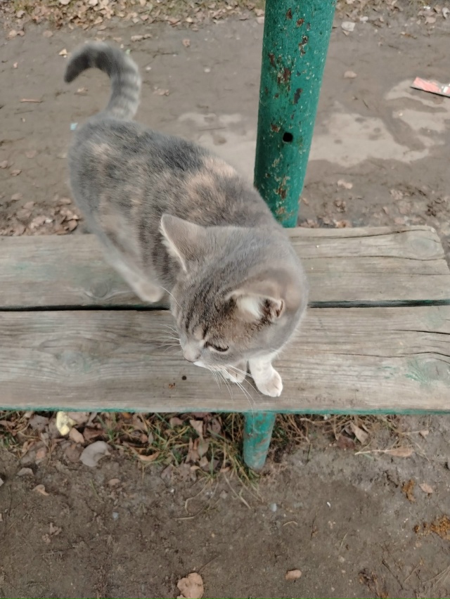 Здравствуйте. На остановке у 8 школы бегает кошка. С ора...