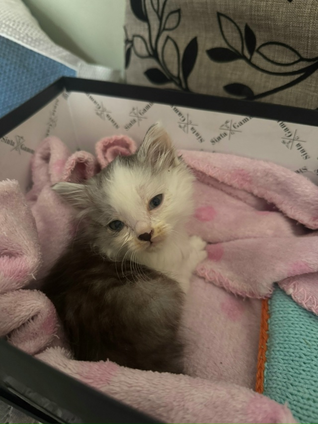 Отдается котенок в добрые руки 🥹 мальчик. Уличная кош?...