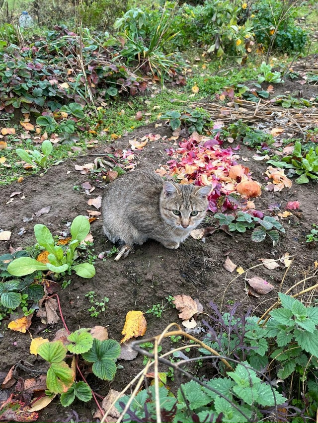 Котята ищут дом.
4 прекрасных котенка (два мальчика, дв?...