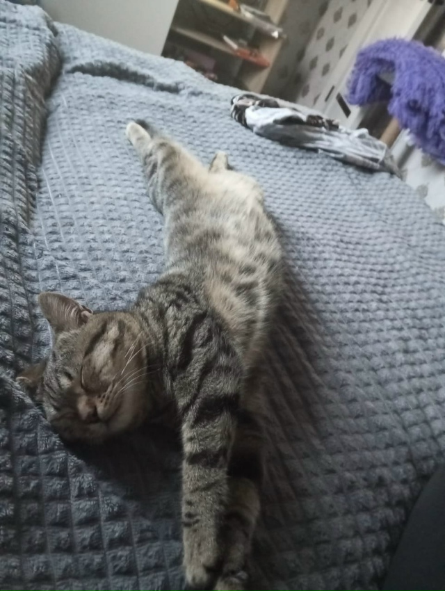 Потерялся любимый кот в парке Прокудина
В глазу небол?...