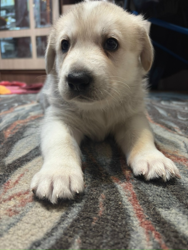 Отдам в добрые руки
Все мальчики
1 месяц будет 13 ноября