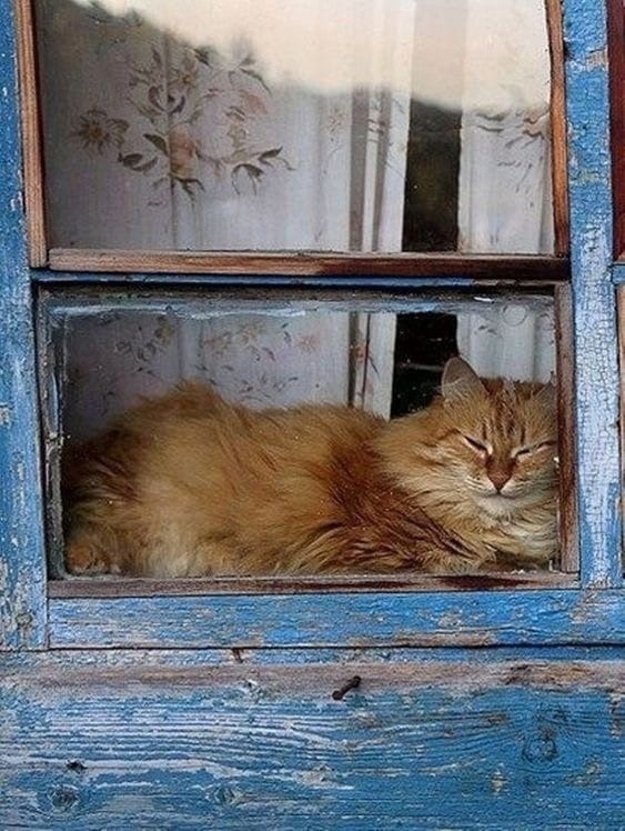 Присылаем своих пушистых