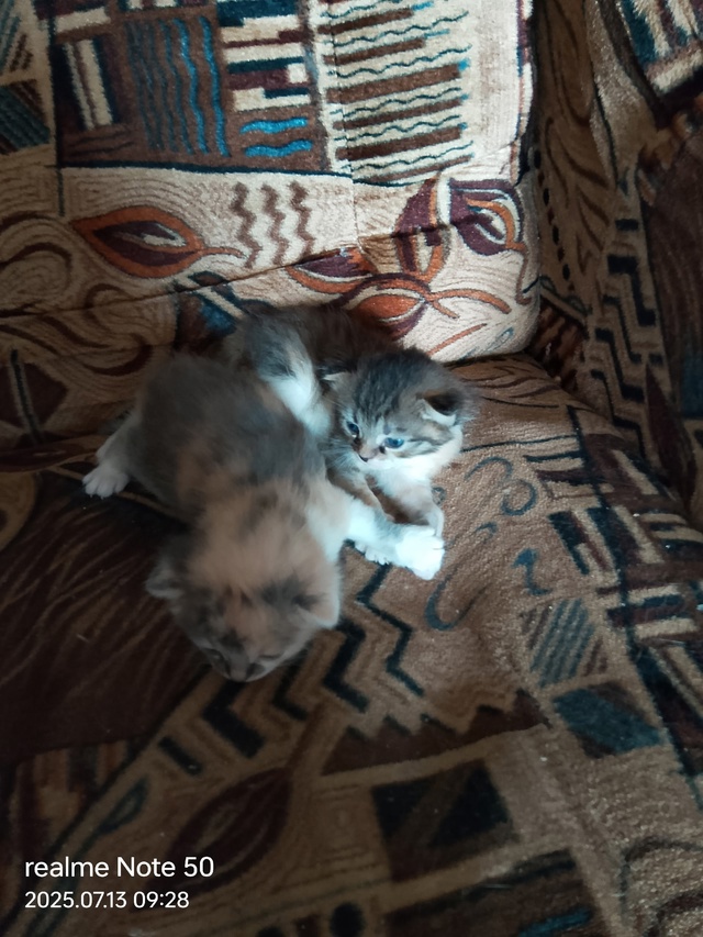 Отдам котят кушают всё к лотку приучены