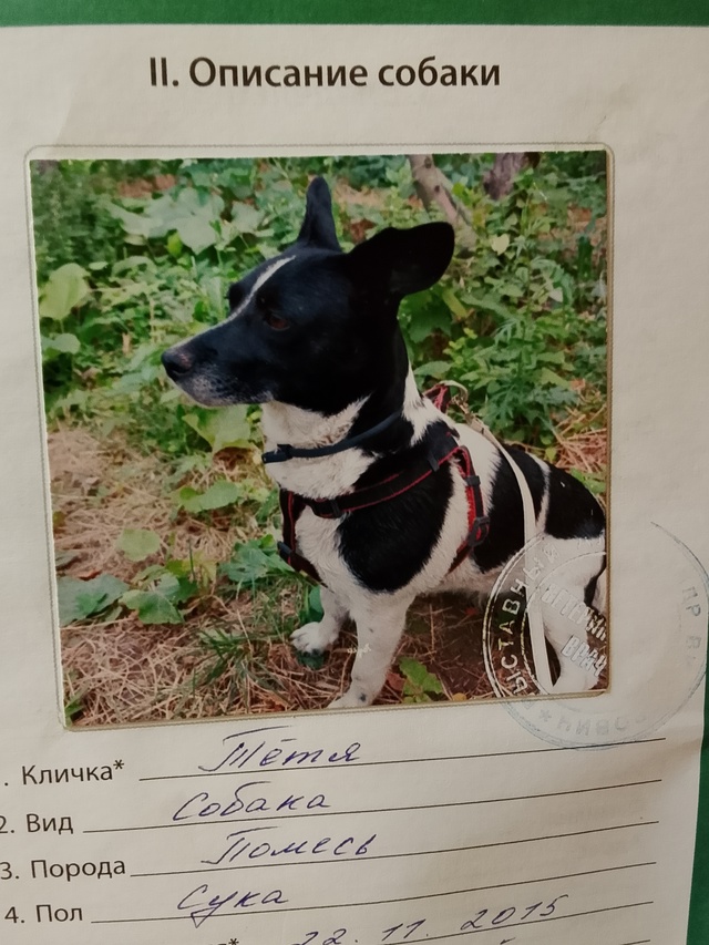 Здравствуйте. Маленькая собачка с весёлым характером. ...