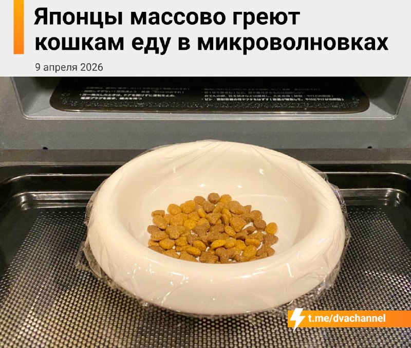 Японцы запустили новый хайповый тренд — теперь они массово подогревают еду для своих котов
Всё нача