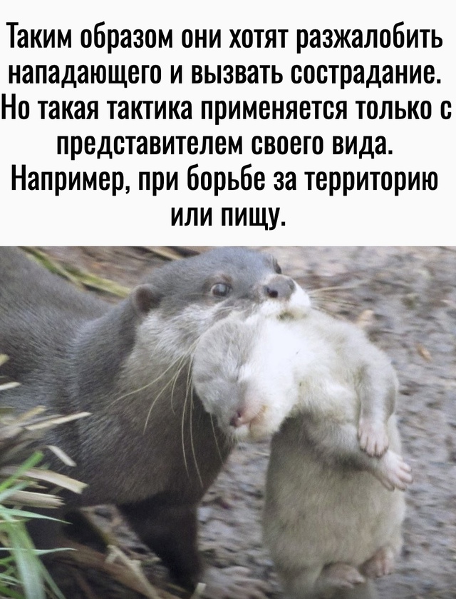 Интересный факт из дикой природы