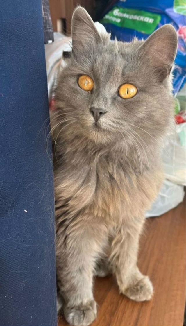 Потерялась темно серая кошка.Если кто-то увидет,прошу ?...