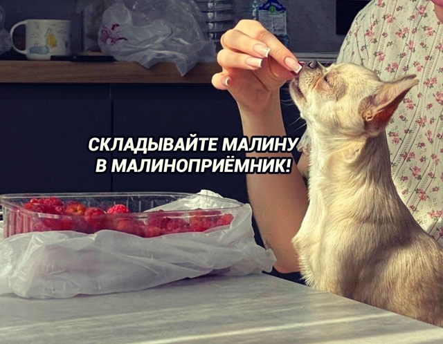 Эти ребята тоже любят ягодку
