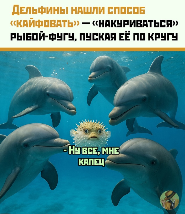 У дельфинов — косяк по расписанию. Только в роли кайфа ...