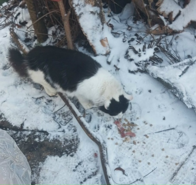 Уважаемые садоводы деревеньки Пеньки (Рассвет) и нерав...