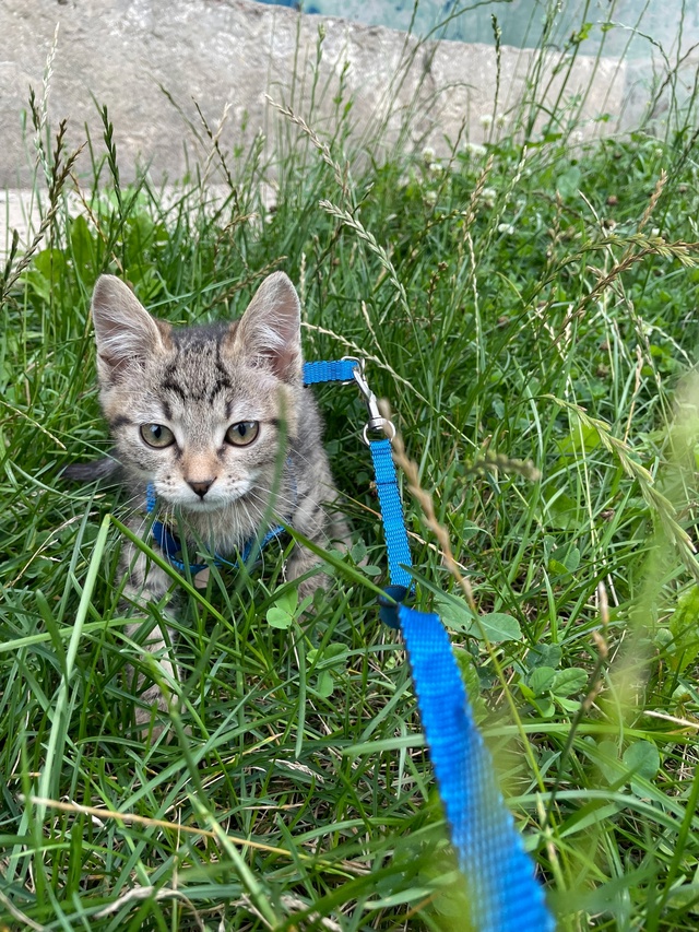 🫶🏻Отдам кота в ответственные , заботливые руки 🐈
Лю?...